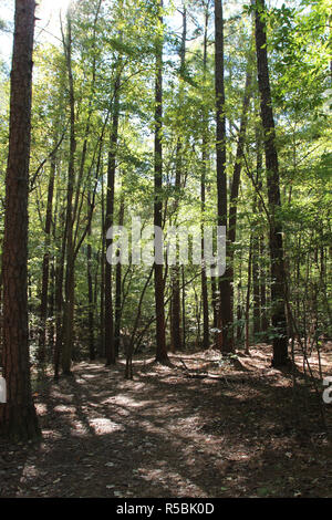 Randonnée dans une forêt de Sal's Embranchement de William B. Umstead State Park, North Carolina, USA, dans la lumière du soleil pommelé Banque D'Images