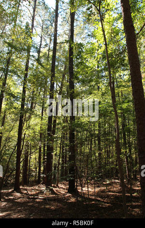 Randonnée dans une forêt de Sal's Embranchement de William B. Umstead State Park, North Carolina, USA, dans la lumière du soleil pommelé Banque D'Images