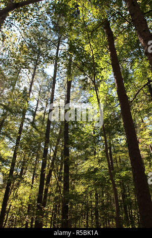 Randonnée dans une forêt de Sal's Embranchement de William B. Umstead State Park, North Carolina, USA, dans la lumière du soleil pommelé Banque D'Images