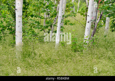 Le bouleau blanc sur le tronc des arbres, le Grand Sudbury, Ontario, Canada Banque D'Images