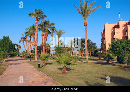 Pelouse à l'ombre des palmiers de resort en Égypte. Hôtel les territoire. Sentier entre l'herbe verte en territoire d'hôtel 5 étoiles. Beau Banque D'Images