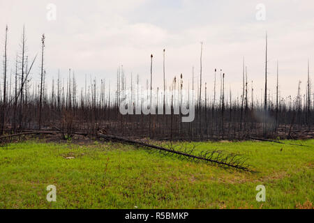 Les épinettes noires après un récent feu de forêt, la Route 3 à Yellowknife, Territoires du Nord-Ouest, Canada Banque D'Images