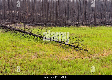 Les épinettes noires après un récent feu de forêt, la Route 3 à Yellowknife, Territoires du Nord-Ouest, Canada Banque D'Images