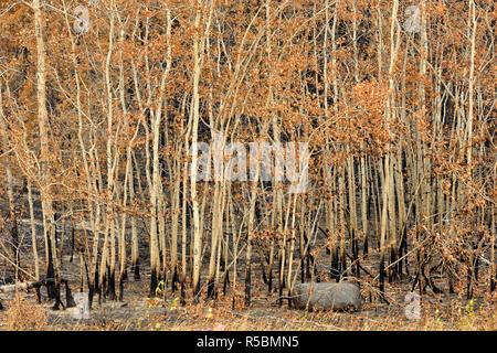 Carbonisé et brûlé de peuplier faux-tremble après un récent feu de forêt, la Route 3 à Yellowknife, Territoires du Nord-Ouest, Canada Banque D'Images
