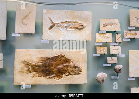 BERLIN, ALLEMAGNE - 16 MAI 2018 : Lepidotes maximus squelette fossile de poisson le 16 mai 2018 à Berlin, Allemagne. Banque D'Images