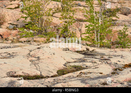 Les affleurements de roches précambriennes avec bouleaux, près de Yellowknife, Territoires du Nord-Ouest, Canada Banque D'Images