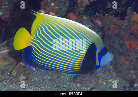 Emperor Angelfish Pomacanthus imperator, plongée de nuit, plongée, pyramides, Amed, à l'Est de Bali, l'Indonésie, de l'Océan Indien Banque D'Images