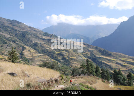 A porter sur un étroit sentier marche entre les champs en terrasses de millet dans les montagnes de l'Est du Népal Banque D'Images