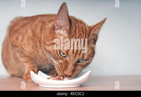 Le gingembre cat manger sa nourriture. Close up portrait with copy space Banque D'Images