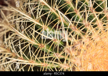 Espagne, Canaries, Fuerteventura, ville historique de Betancuria, Détail de cactus sauvages Banque D'Images