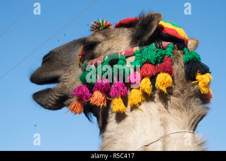 Chameau d'arabie avec accessoires chercher à Assouan Egypte Banque D'Images