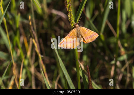 Docker (lythria cruentaria spider violet) Banque D'Images