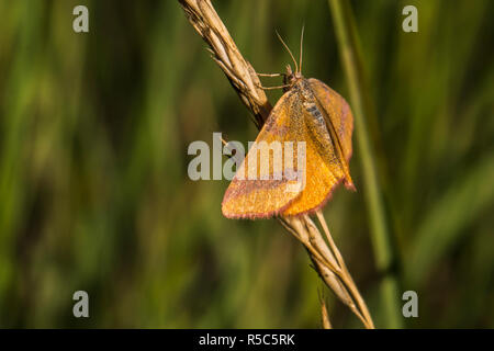 Docker (lythria cruentaria spider violet) Banque D'Images