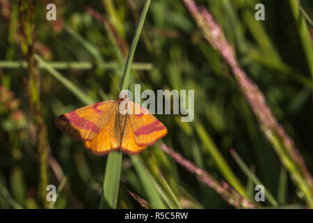 Docker (lythria cruentaria spider violet) Banque D'Images
