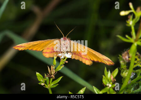 Docker (lythria cruentaria spider violet) Banque D'Images