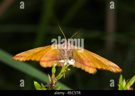 Docker (lythria cruentaria spider violet) Banque D'Images