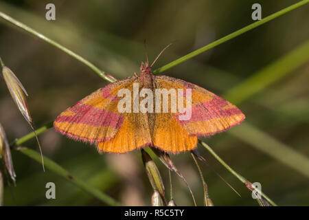 Docker (lythria cruentaria spider violet) Banque D'Images