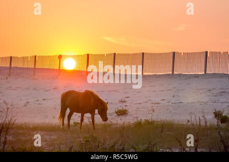 Un poney sauvage (Equus caballus) autour de dunes de sable au lever du soleil à l'Assateague Island National Seashore, Maryland Banque D'Images