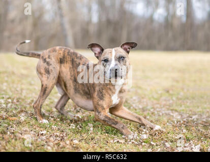 Catahoula Leopard Dog ludique une race mélangée dans une position arc jouer Banque D'Images