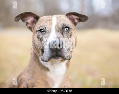 Un Catahoula Leopard Dog avec heterochromia sectorielles dans ses yeux Banque D'Images