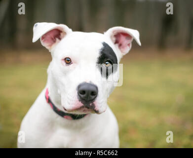 Blanc d un pit bull terrier dog avec une tache noire de la