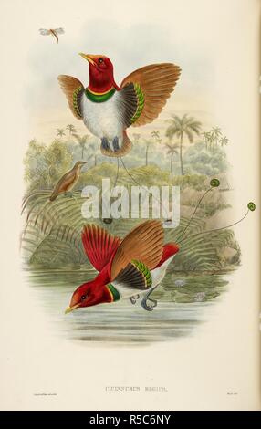 'Cicinnurus Regius'. Le Roi Bird-of-paradise . Les oiseaux de Nouvelle-Guinée et les îles adjacentes Papuan, y compris les nouvelles espèces qui peuvent être découvertes en Australie. Londres, 1875, etc. Source : C.161.c.1. Auteur : Gould, John. Banque D'Images