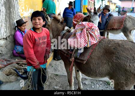 Pommes de chargement sur des ânes dans la région de Chavin de Huantar. Département d'Ancash au Pérou. Banque D'Images