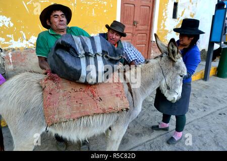 Pommes de chargement sur des ânes dans la région de Chavin de Huantar. Département d'Ancash au Pérou. Banque D'Images