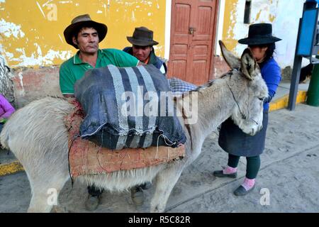 Pommes de chargement sur des ânes dans la région de Chavin de Huantar. Département d'Ancash au Pérou. Banque D'Images