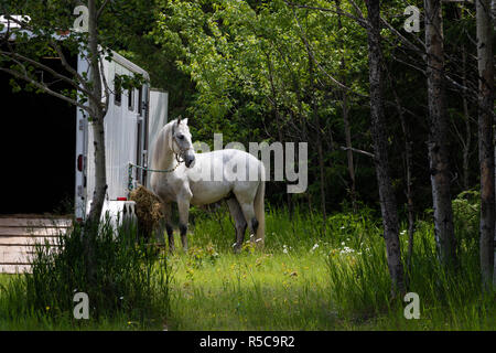 Un cheval attaché à un camion. Une photo prise à Baie St-Paul dans la région de Québec, Canada à l'été. Banque D'Images