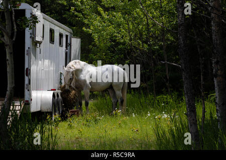 Un cheval attaché à un camion. Une photo prise à Baie St-Paul dans la région de Québec, Canada à l'été. Banque D'Images