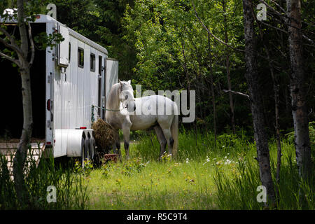 Un cheval attaché à un camion. Une photo prise à Baie St-Paul dans la région de Québec, Canada à l'été. Banque D'Images