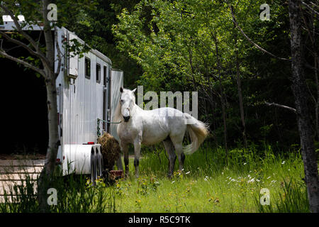 Un cheval attaché à un camion. Une photo prise à Baie St-Paul dans la région de Québec, Canada à l'été. Banque D'Images