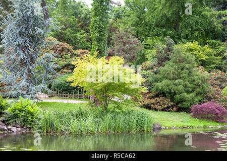 Jardin japonais, plantes exotiques, Wroclaw, Pologne Banque D'Images