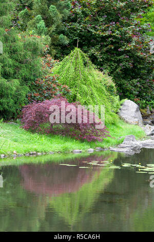 Jardin japonais, plantes exotiques, Wroclaw, Pologne Banque D'Images