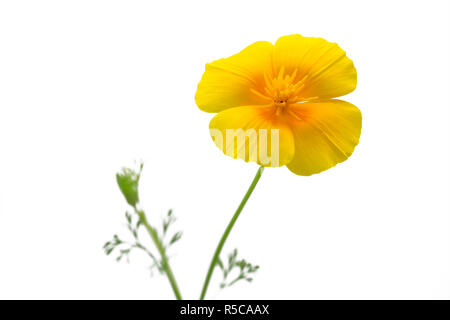 Pavot de Californie (Eschscholzia californica),isolated Banque D'Images