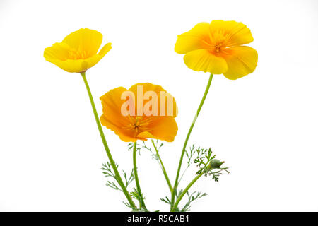 Pavot de Californie (Eschscholzia californica),isolated Banque D'Images