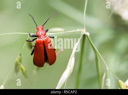 Feu coloré - fire beetle à tête rouge Banque D'Images