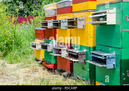 Ruche ruches dans le rucher. Les abeilles de plus en plus d'obtenir du miel. Maisons d'abeilles Banque D'Images