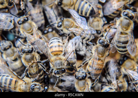 Photo macro d'abeilles. La danse de l'abeille. Les abeilles dans une ruche de miel. Banque D'Images