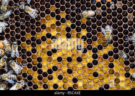 Les abeilles du miel sur le rucher accueil Banque D'Images