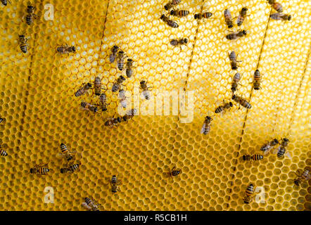 Roy abeilles sur wax Combs. En nid d'abeille, planche avec de la ruche. Abeille. Banque D'Images