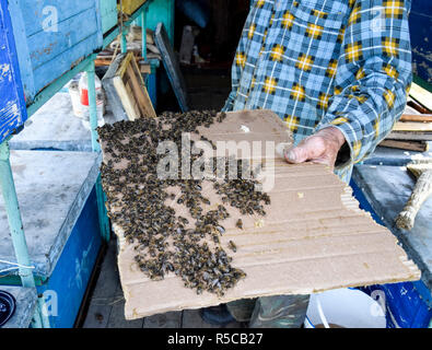 Une grande congestion des abeilles sur une feuille de carton. L'essaimage des abeilles. Abeille. Banque D'Images