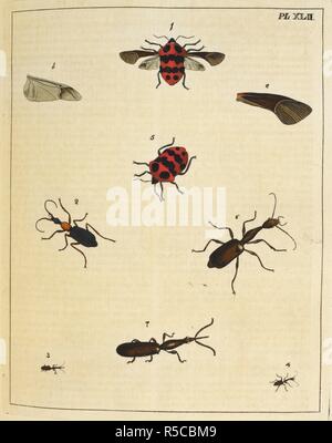 Divers insectes, y compris les coccinelles. Illustrations de l'histoire naturelle ; où sont exposées plus de deux cent quarante figures d'insectes exotiques, en fonction de leurs différents genres ; ... avec une description de chaque insecte ... Pour ce qui est ajouté, d'une traduction en français. Londres, 1770-82. Source : 38.e.12 XLII de la plaque. Auteur : Drury, Du. Banque D'Images