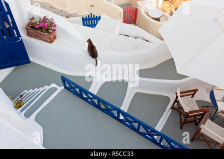 Cat & le village d'Oia, Santorin îles Cyclades, Grèce Banque D'Images