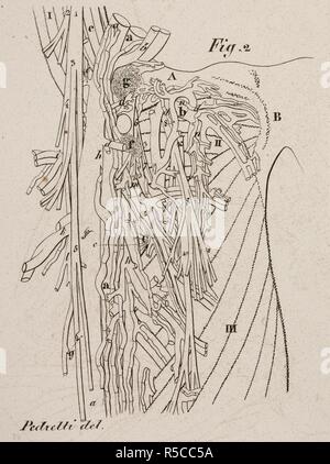 Dessin anatomique. Système musculaire. Le système circulatoire. Planches anatomiques du corps humain executeÌes d'apreÌ€s les dimensions naturelles. Paris France 1826. Imprimer anatomiques du corps humain avec les dimensions naturelles. Système musculaire. Le système circulatoire. ANTOMMARCHI, C. Francesco. Planches anatomiques du corps humain executeÌes d'apreÌ€s les dimensions naturelles, accompagneÌes dâ€™un texte explicatif ... PublieÌes par le cte de Lasteyrie. (Explication des planches anatomiques, etc.). Source : 1899.h.24 Tab.27 fig. 2 (B +W). Langue : Français. Banque D'Images