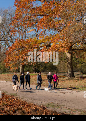 Mesdames sur un chien promenade en automne le long d'une piste country park Banque D'Images