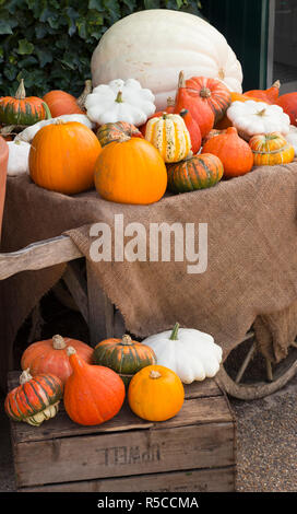 Sur une brouette, courges d'automne coloré beaucoup de variété de légumes Banque D'Images