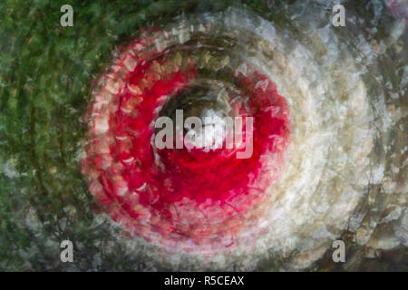 Une image d'arrière-plan abstrait de roses rouges et blanches et les feuilles vertes, prises à l'aide d'une longue exposition, tout en faisant tourner l'appareil photo dans un mouvement circulaire. Banque D'Images