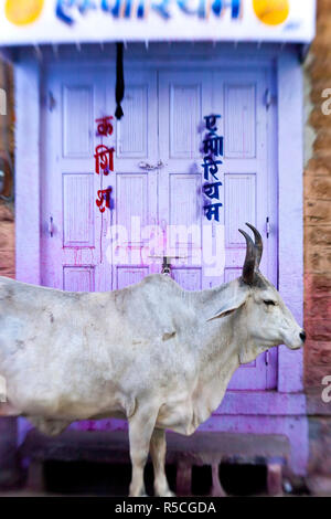 Vache dans porte, Jodhpur, Rajasthan, India Banque D'Images